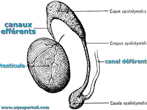 synonyme testicule|définition du testicule.